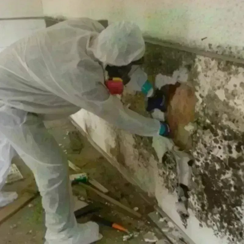 Mold Remediation and Removal in Goddard, KS